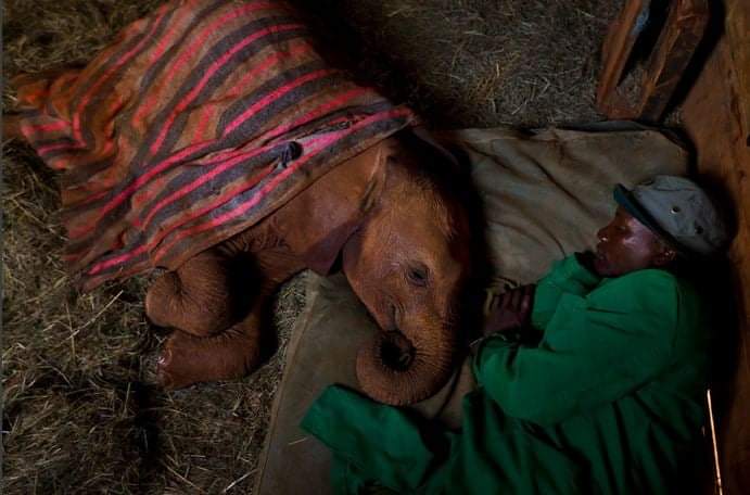 Stop Human Rights abuse at Sheldrick Wildlife Trust!How do you make a poorly paid Kenyan to sleep next to a dirty animal? Well, this is what the Sheldrick Wildlife Trust does in the Nairobi National Park Nursery!But they justify this abuse of human rights with blah blah: >>2