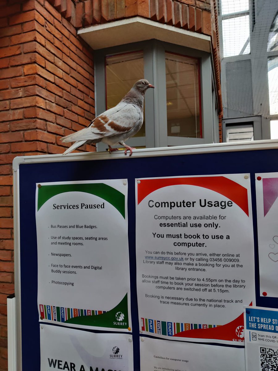 RedhillLibrary's tweet photo. We had a feathered friend come for a visit to Redhill Library today! We think he was checking out the guidance on essential computer usage. @SurreyLibraries #Redhil #LoveLibraries https://t.co/oUYn7JCzEu