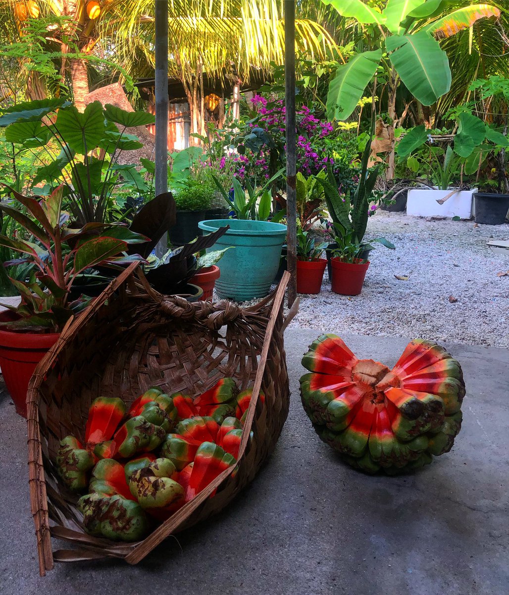 Amikk91's tweet image. Homegrown 

#screwpine #fuvahmulah #localislandmaldives