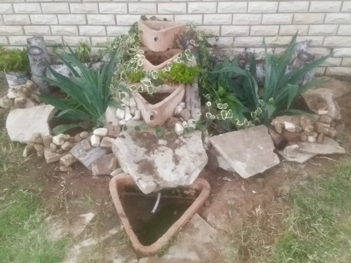 The long lasting rain blessed my garden, green and bold they are thanks to nature..... I'm loving it....