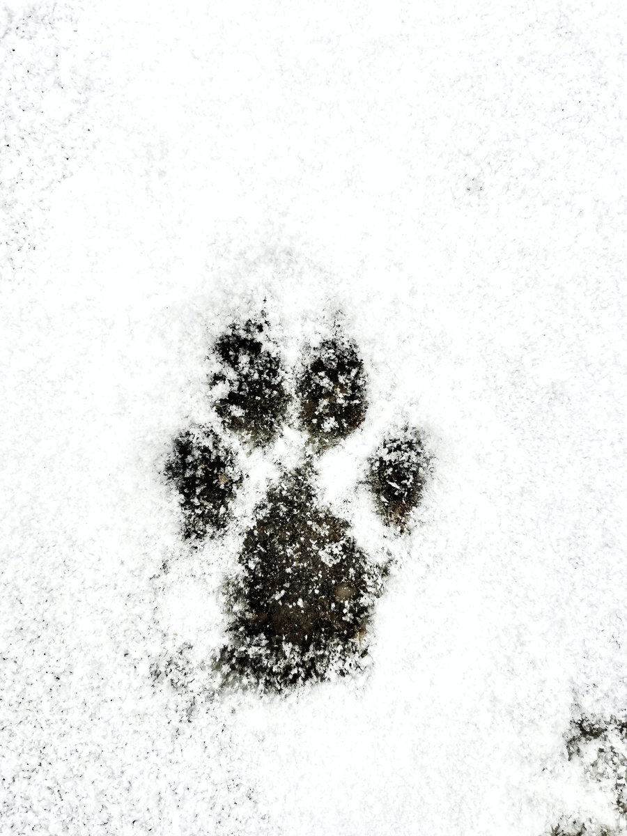 B0jimb0's tweet photo. Dog 
#mobilephotography 
#dog
#snow https://t.co/TqBE8B0jKo