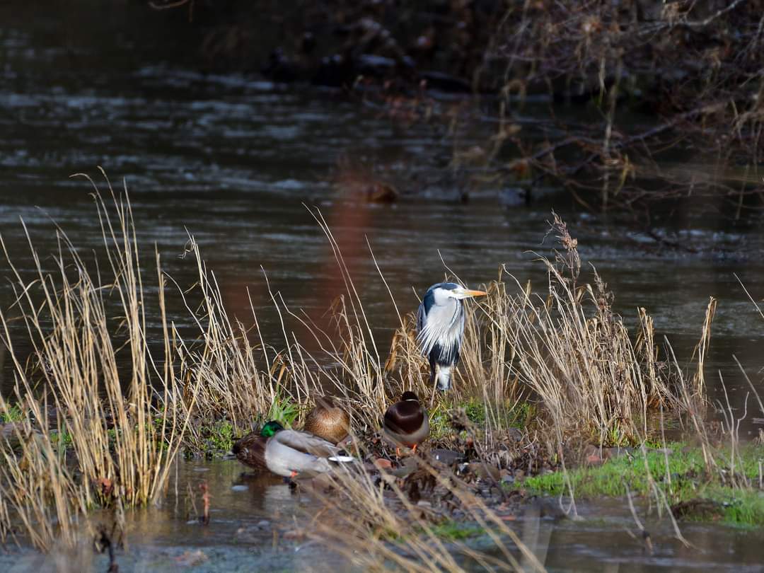 #RiverTyneWalk #Haddington #Cormorant #Heron
Daily walk down by the River Tyne today with @melnorris58 and Ruby.