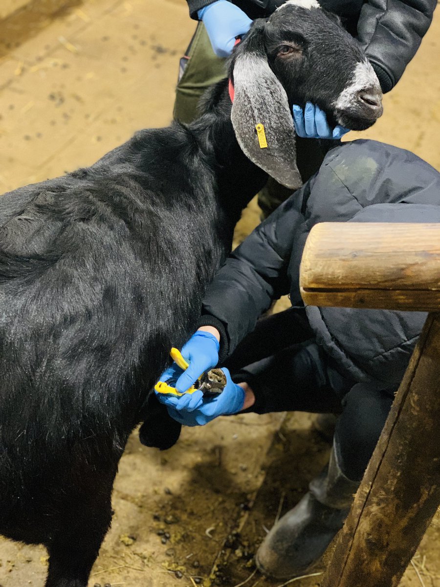 Tonight I’ve been trimming the hooves of our goats @CATCHLeeds A BIG well done to Shera below for being a good & calm boy whilst we were doing this. #CATCHEducationalFarm #ILoveGoats ❤️ @EverythingGoats @Westpoint_Vets @HarehillsLove @harehills111