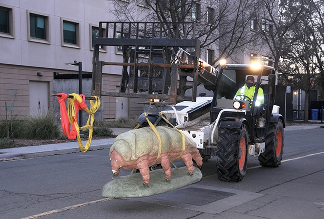 UCDavis_Egghead's tweet photo. In art/science news, Bohart Museum at UC Davis now boasts the world's largest (if not only) sculpture of a tardigrade @UCDavisEntomolo https://t.co/tkjJUPLb6b https://t.co/j7ZCsXjPA4