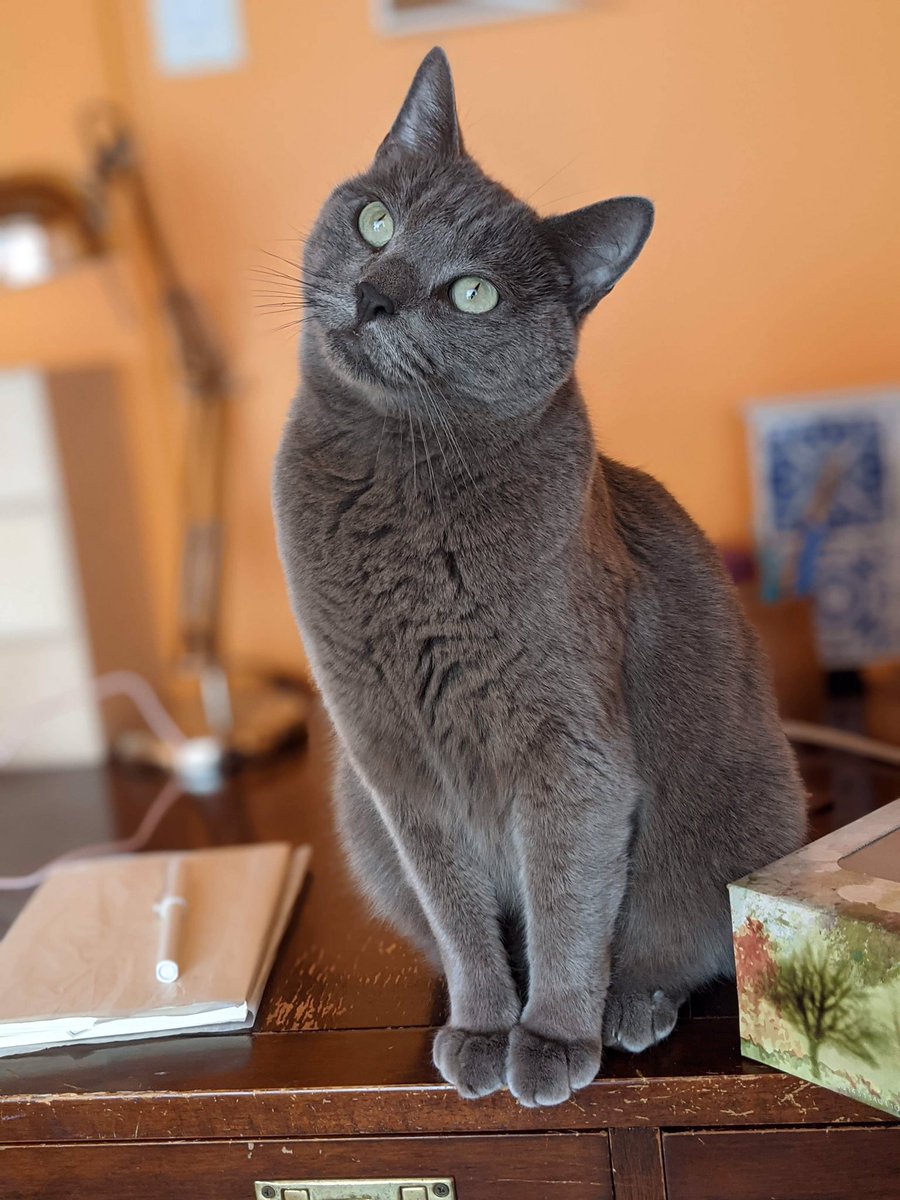 Thegremlinsx4's tweet photo. Check out these pics of Bob that his mom took earlier! He is such a handsome boy ☺️❤️🐾 #CatsOfTwitter https://t.co/W6V4KepgxQ