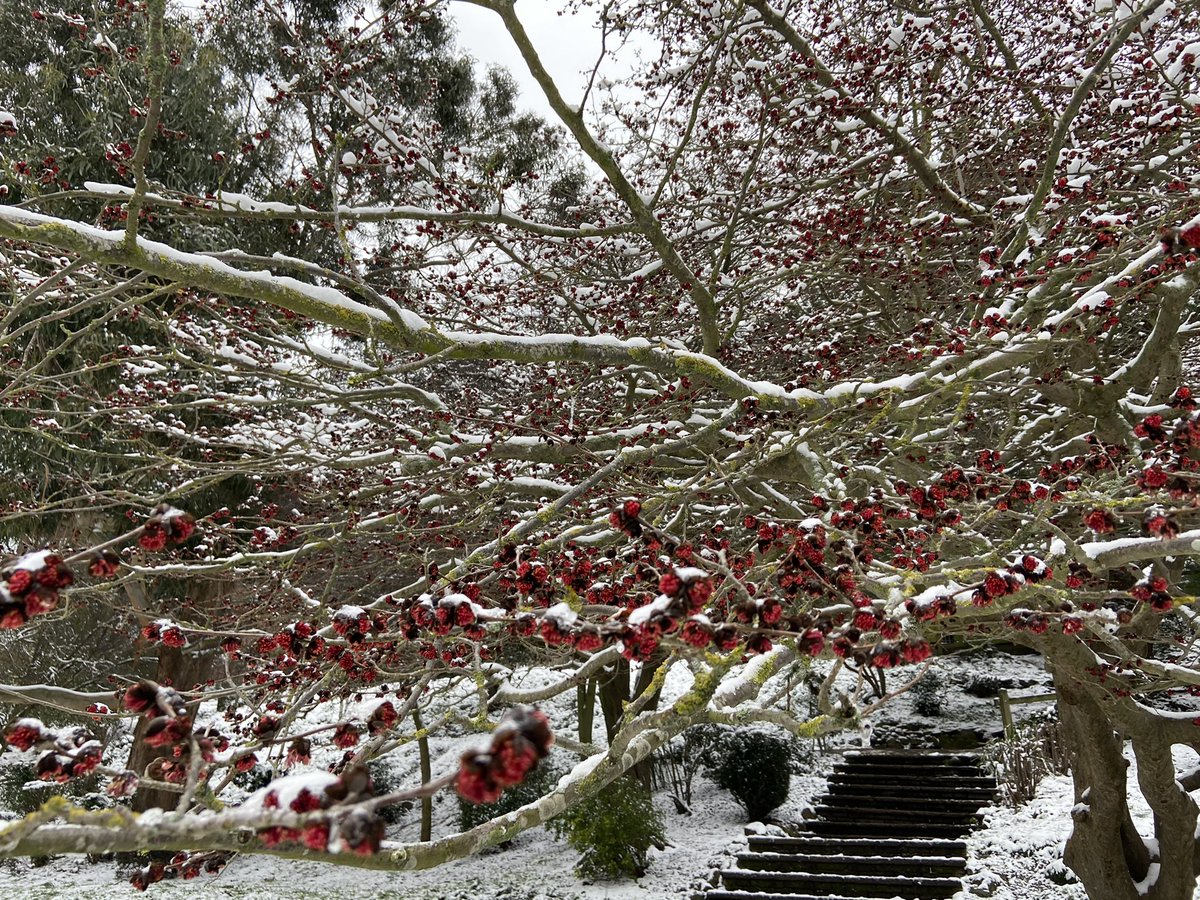 The Parrotia in my local park is looking amazing ,the snow really accentuates the trees branch structure and form.