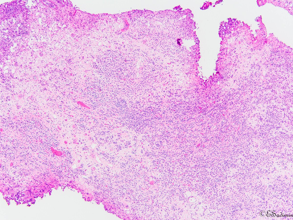 Evita Sadimin tweet media