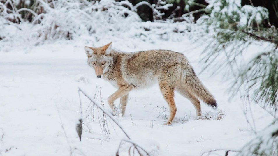 A coyote was seen in Central Park strolling west of the Reservoir late Saturday evening, report  <a href="/MendozaNotes/">Nancy Mendoza</a> and @ProfSimson, perhaps also trying to catch a glimpse of the rare Snowy Owl.