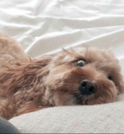 LilacMills's tweet image. Poppy is scared of the beeps on Mastermind. I think it reminds her of the smoke alarm going off when I'm cooking! #lovemydog #cantcook