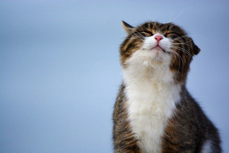 bigotes de gato tweet media
