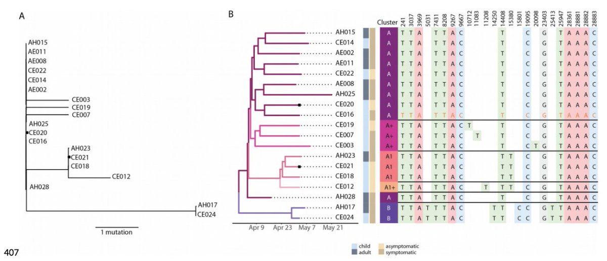 This study involved traditional epidemiology and contact-tracing, along with phylogenetics that showed not one but likely *two* independent introduction events into the daycare over a couple weeks. See 'Cluster B' in the tree, separated by 4 substitutions from Cluster A:(2/n)
