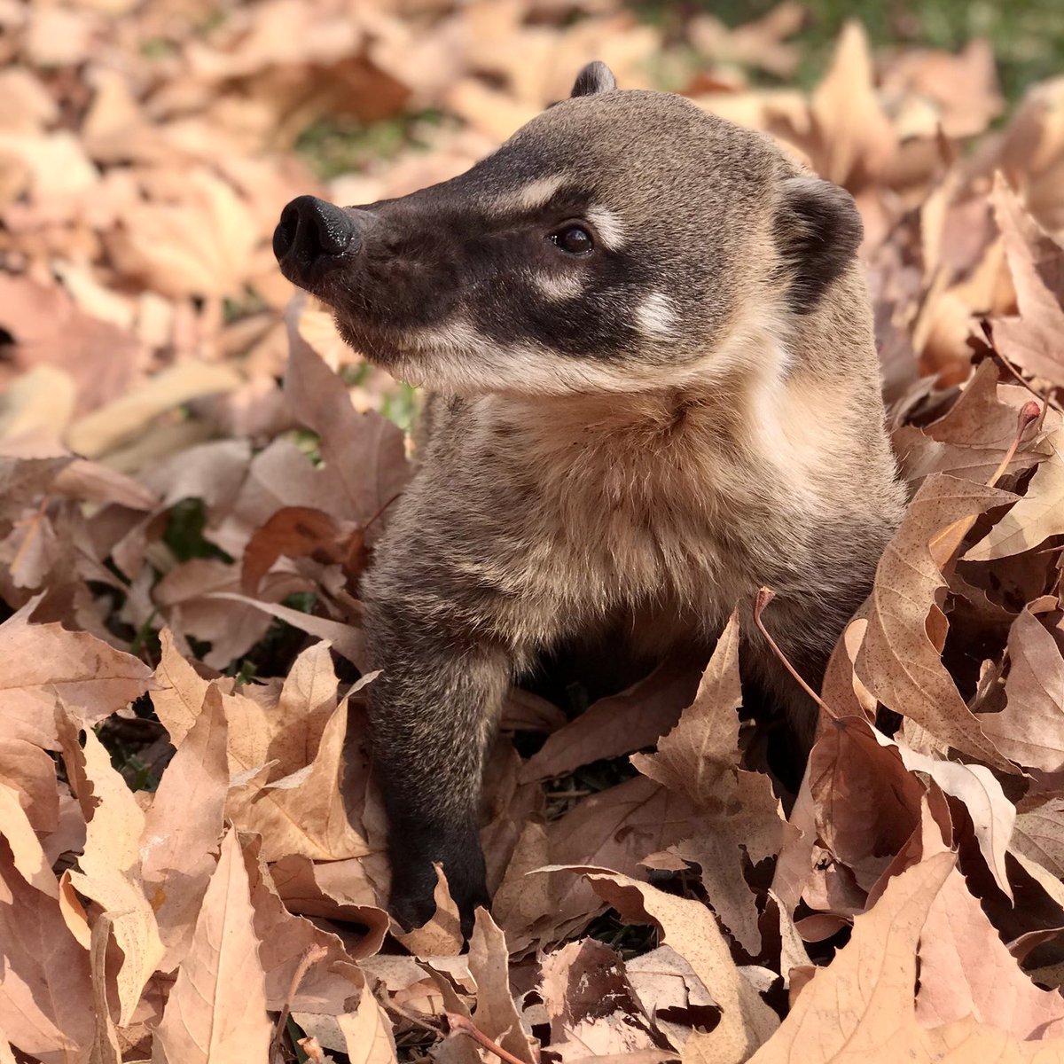 I haz cronch HOW MANY leaf?! 🍂 #Coatimonday
📷Wildlife Care Specialist Jennifer