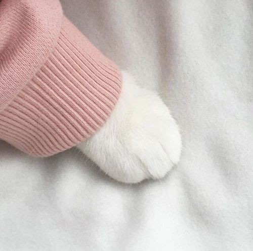 A thread filled with cat paws(safe ofc)