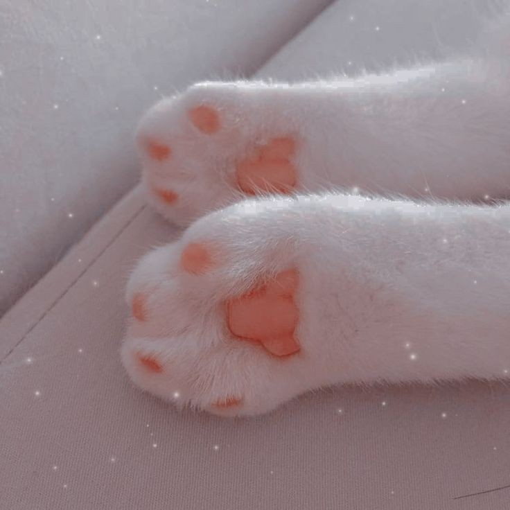 A thread filled with cat paws(safe ofc)
