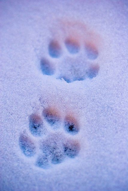 A thread filled with cat paws(safe ofc)