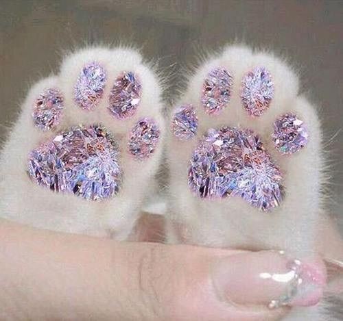 A thread filled with cat paws(safe ofc)