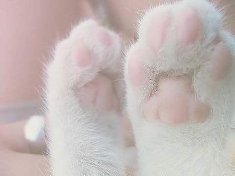 A thread filled with cat paws(safe ofc)