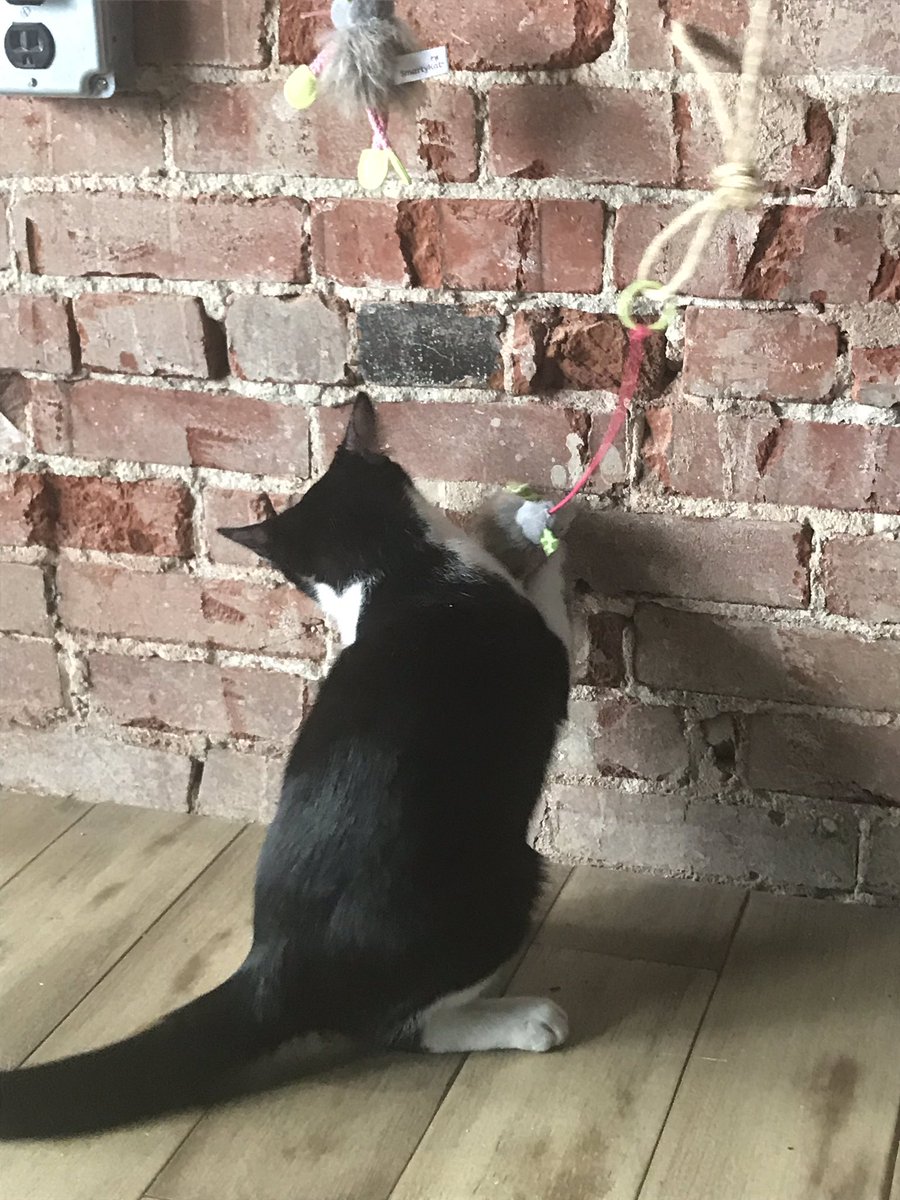 Miranda Reynolds Mreynoldskait Twitter