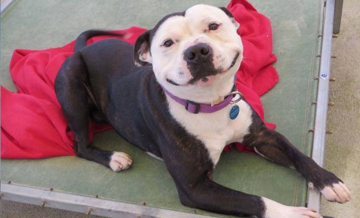 We Love Dogs, USA tweet media