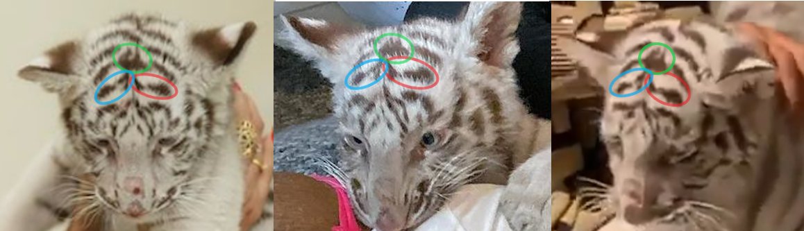 Our researchers were able to track multiple animals that appeared in different influencers' videos and photographs by using the pattern on the animals' fur.