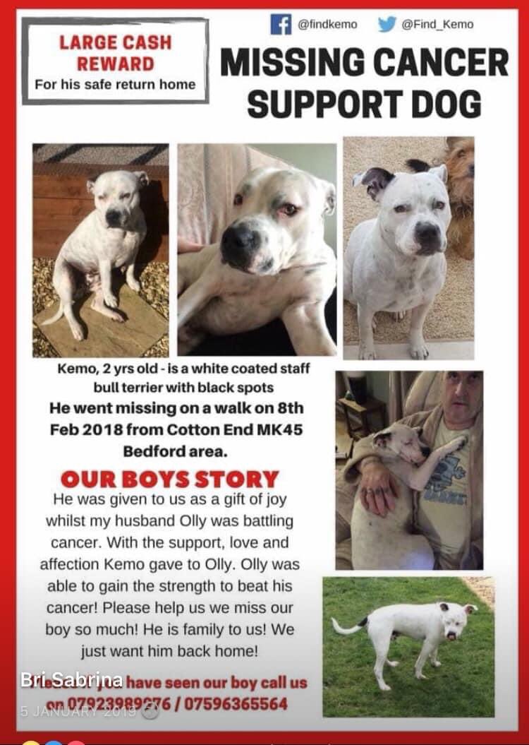 #FindKemo #CancerSupportDog #Lost 3 years today #CottonEnd #Bedford #MK45