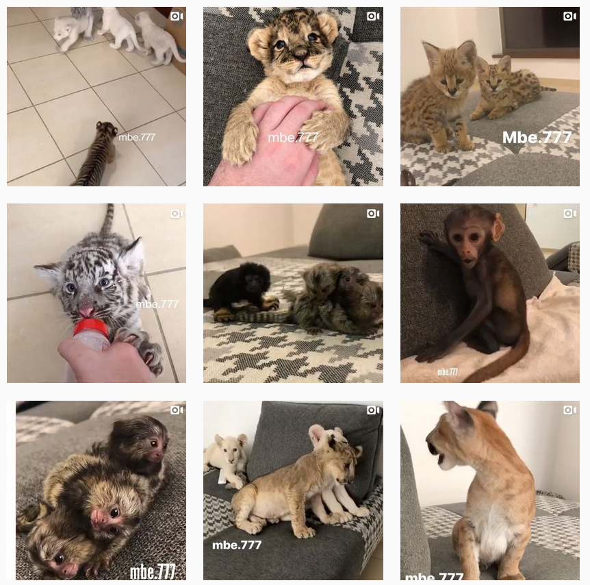Instagram posts by mbe.777 showed many wild animals inside the same rooms, many of which who later appeared in the social media posts influencers.