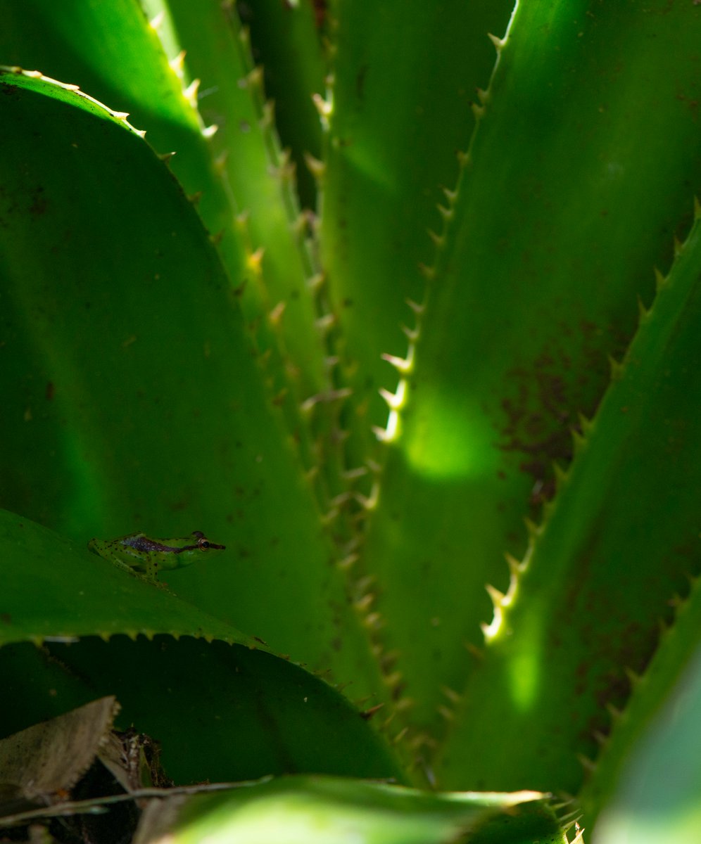 Today's  #FrogOfTheDay is a stunner, appropriately named: #39 Guibemantis (Pandanusicola) pulcher (Boulenger, 1882)! Pulcher is Latin for 'beautiful'. It's our first Guibemantis, an enchanting genus of  #frogs. #MadagascarFrogs