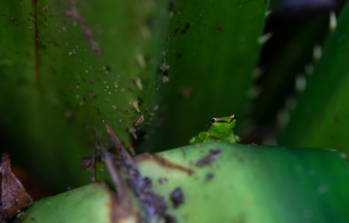 Today's  #FrogOfTheDay is a stunner, appropriately named: #39 Guibemantis (Pandanusicola) pulcher (Boulenger, 1882)! Pulcher is Latin for 'beautiful'. It's our first Guibemantis, an enchanting genus of  #frogs. #MadagascarFrogs