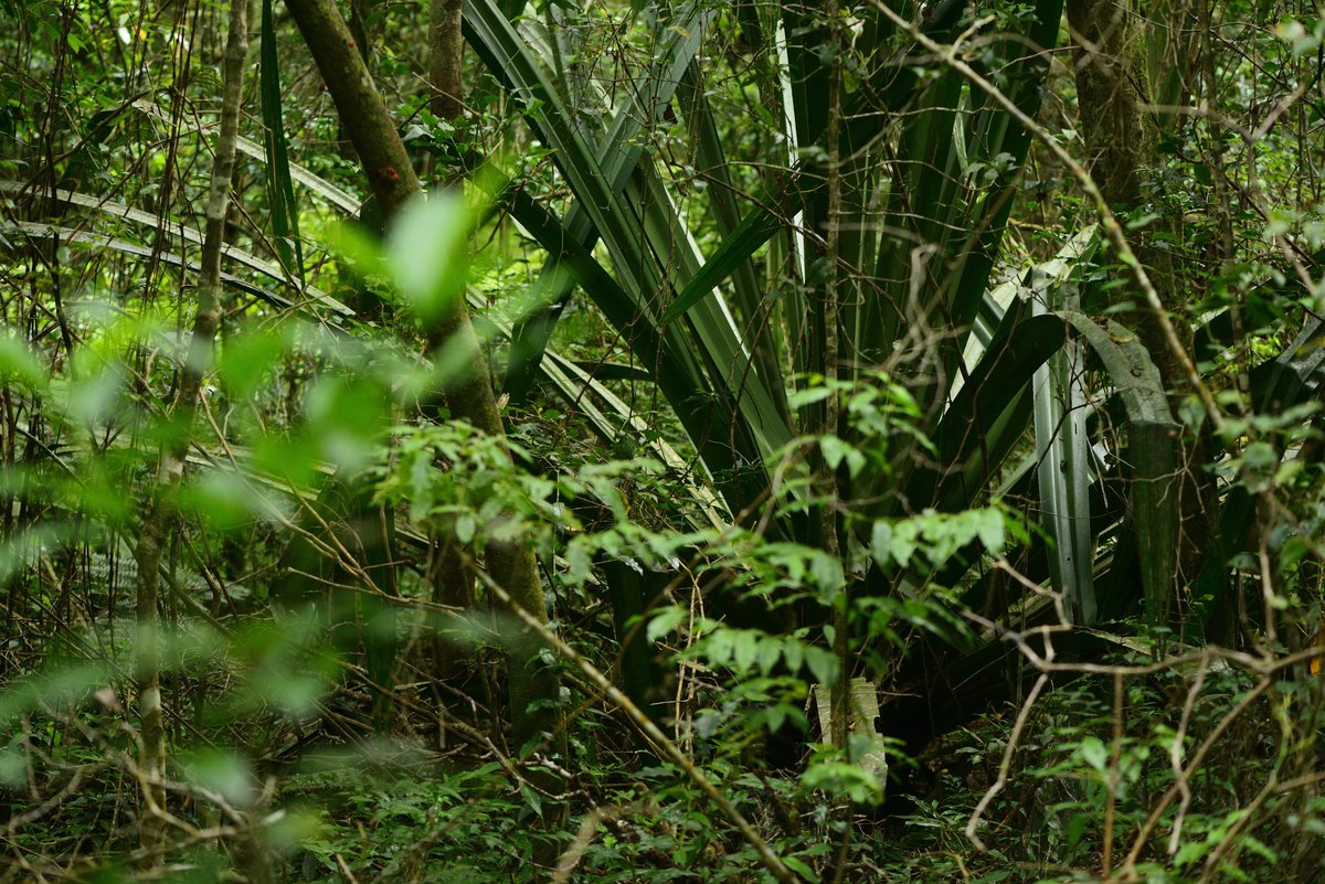 Guibemantis is divided into two subgenera: Guibemantis, large, brown treefrogs that are very hard to distinguish from Boophis; and Pandanusicola, small, mostly greenish treefrogs that particularly inhabit Pandanus screwpalms—the Old World answer to bromeliads. #MadagascarFrogs