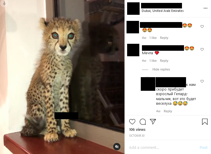 On Instagram, she shared a video of the same cub, adding that they would soon be joined by an adult cheetah.