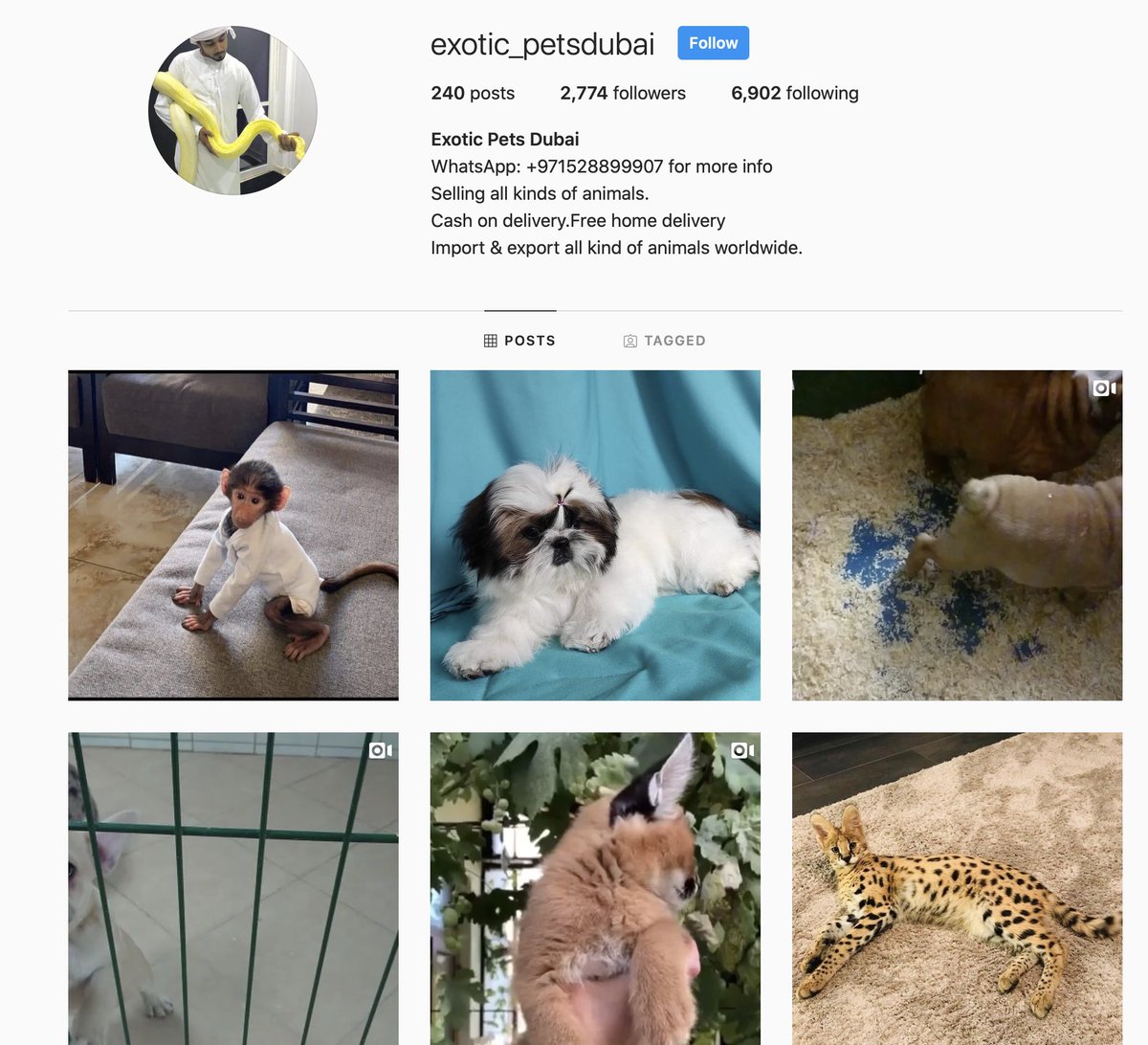 Beyond photoshoots, MBE.777 also appears to sell animals kept in the Dubai apartment. Another Instagram account, Exotic_Petsdubai, appears to help MBE.777 in these sales. This account is selling the animals in its posts worldwide, taking cash upon delivery to your home.