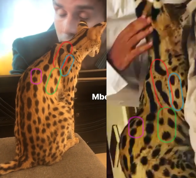 We can connect this account to MBE.777 because its posts feature pictures and videos of the same animals seen on MBE.777’s account, on the same furniture: