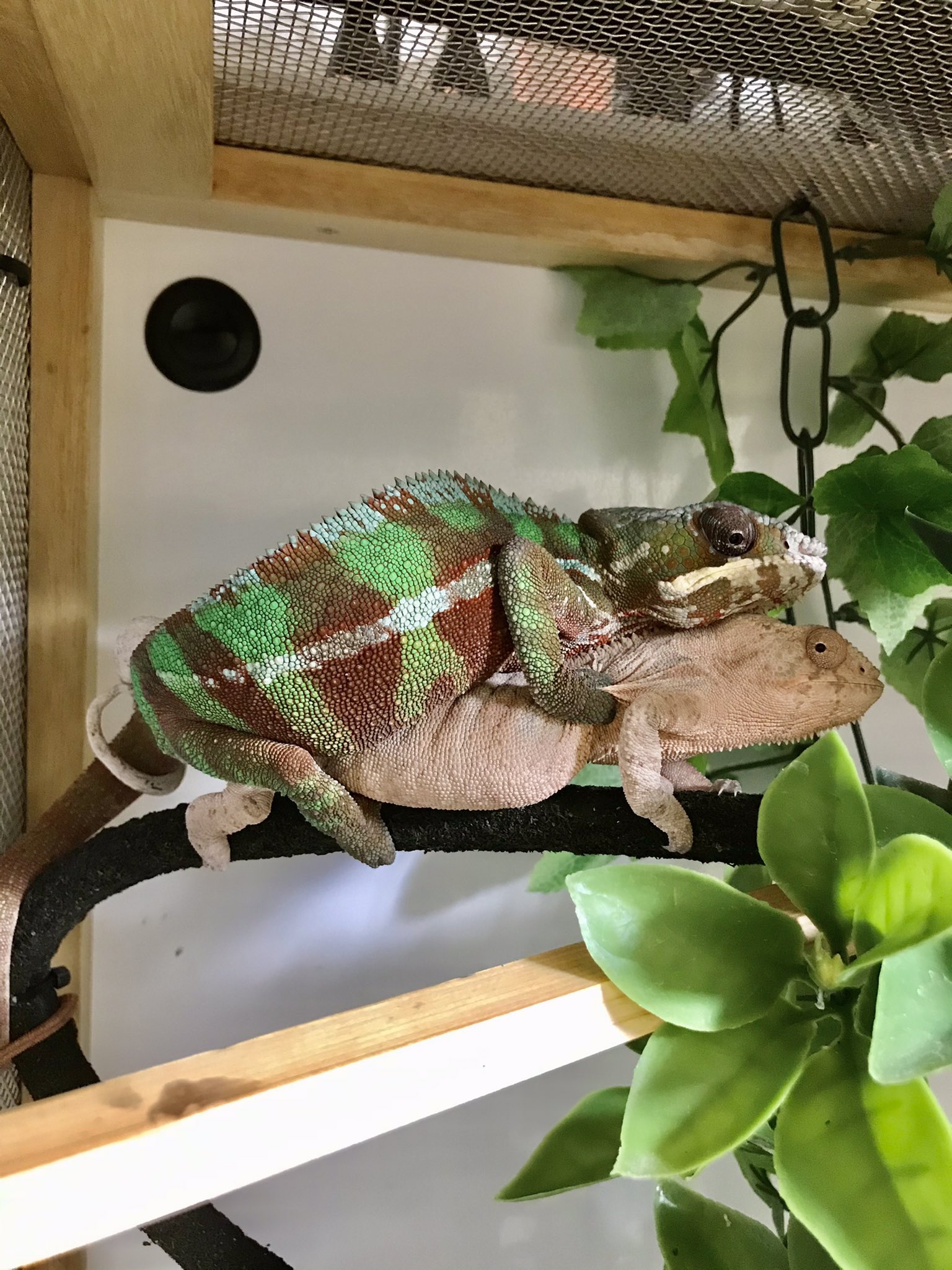 FandK爬虫類木製ケージ カメレオン仕様