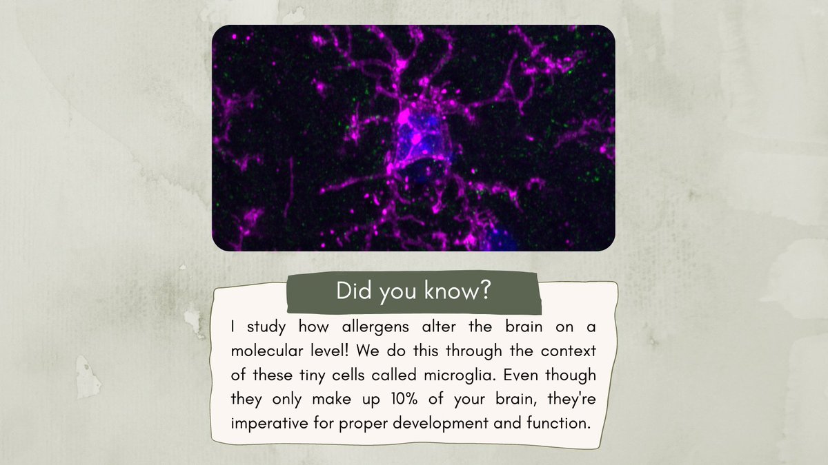Ever wonder what’s going on inside your brain when you have an allergic reaction? Joe Valdez studies the science of neuroinflammation🧠

And while you’re here, check out his podcast, Welcome to Grad School! bit.ly/2YV9qBU

#scicomm #neuroscience @brainimmunity <a href="/UCRCNAS/">UC Riverside CNAS</a>