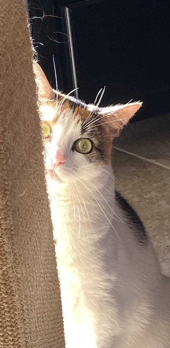 Riles4USC's tweet photo. @TheOvalPawffice @NaomiBiden Nugget says hi! ❤️🐾 #socalkitty https://t.co/akhzYXKS5U