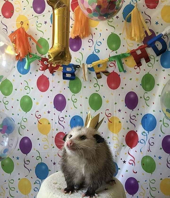 mellowreks's tweet photo. Me on my birthday: https://t.co/hdEBofzHHt
