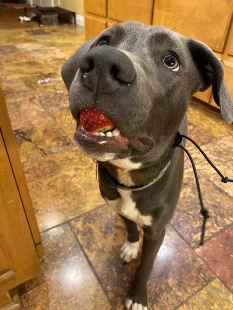 This is Grendel. He was wondering if you’d like a strawberry. He has extras so it’s really no pawblem. 13/10 berry nice of him