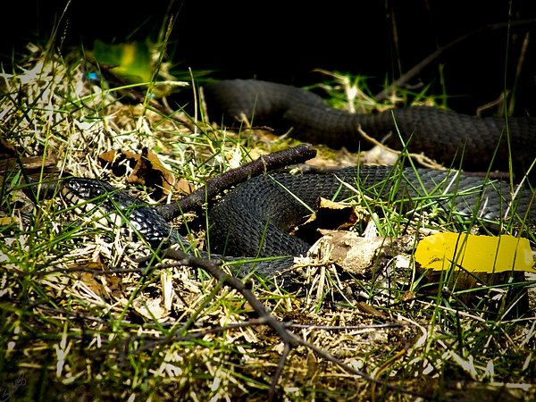 perspectivebySB's tweet photo. New artwork for sale! - "Resting" - https://t.co/T6igQCwCXh @shoppixels https://t.co/KoLIPzmQwH