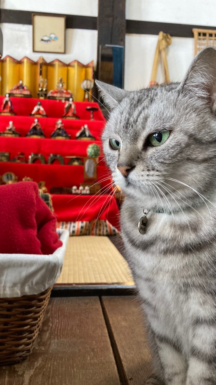 夢屋 古民家のカフェ 那須 雪 です 寒いですが おひな様を出しました 猫はストーブ周りに陣取り 雪景色を眺めています 今日ものんびり営業いたします 那須 那須カフェ 古民家カフェ 古民家のカフェ夢屋 看板猫 おぎんさん こんぶとがんも