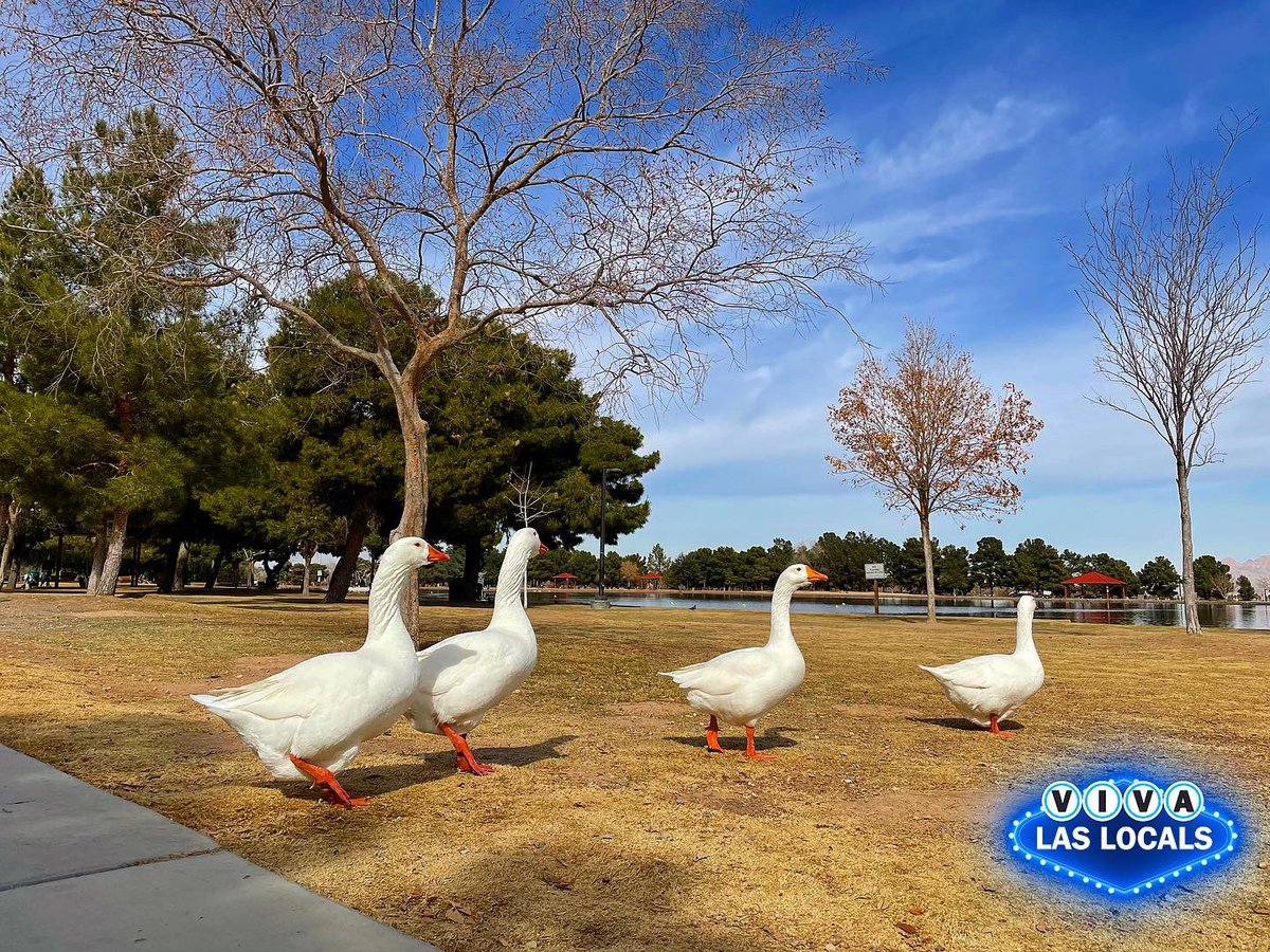 VivaLasLocals's tweet photo. Hello MONDAY! A perfect afternoon to visit Sunset Park in #LasVegas. One of our favorite @ClarkCountyNV parks. #VivaLasLocals #picnicideas https://t.co/HOETj05m1n