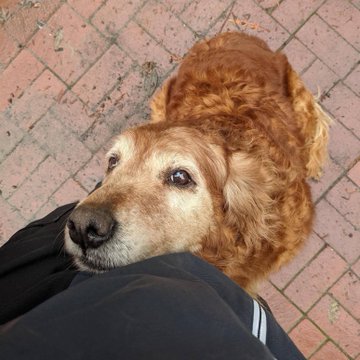 elcosodelapizza's tweet photo. No hay amor mas grande que una mascota https://t.co/pbpRVEe5C6