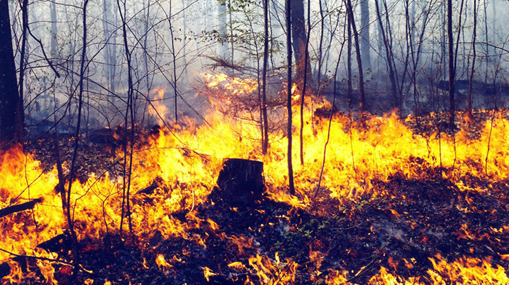 usfs_nrs's tweet photo. After a century of absence from the Allegheny Plateau of northwestern Pennsylvania, prescribed fire has been reintroduced as a means of perpetuating the mixed-oak forests of the Allegheny National Forest.
https://t.co/6jyZaljjaN
#SustainingForests 
#TraditionalEcologicalKnowledge https://t.co/fdGm6vLgbn