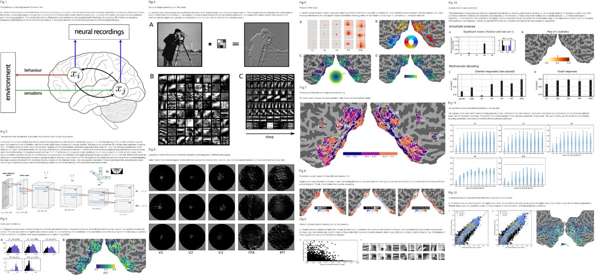 Umut Güçlü (@umuguc) on Twitter photo "End-to-end neural system identification with neural information flow". Our new <a href="/PLOSCompBiol/">PLOS Comp Biol</a> methods paper has been published. doi.org/10.1371/journa… w/ @kateiyas, <a href="/LucaAmb/">Luca Ambrogioni</a>, <a href="/yagmurgucluturk/">Dr. Yağmur Güçlütürk</a> & <a href="/marcelge/">Marcel van Gerven</a>. #fmri #systemidentification #visualsystem "End-to-end neural system identification with neural information flow". Our new <a href="/PLOSCompBiol/">PLOS Comp Biol</a> methods paper has been published. doi.org/10.1371/journa… w/ @kateiyas, <a href="/LucaAmb/">Luca Ambrogioni</a>, <a href="/yagmurgucluturk/">Dr. Yağmur Güçlütürk</a> & <a href="/marcelge/">Marcel van Gerven</a>. #fmri #systemidentification #visualsystem