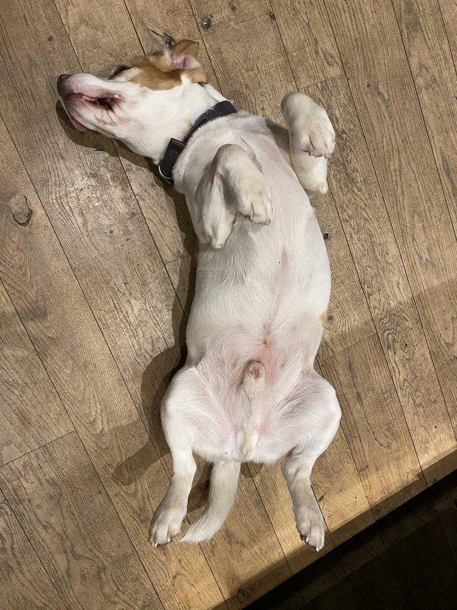 Life can be tough?#GeorgeTheBeagle #Beagle #Beagles