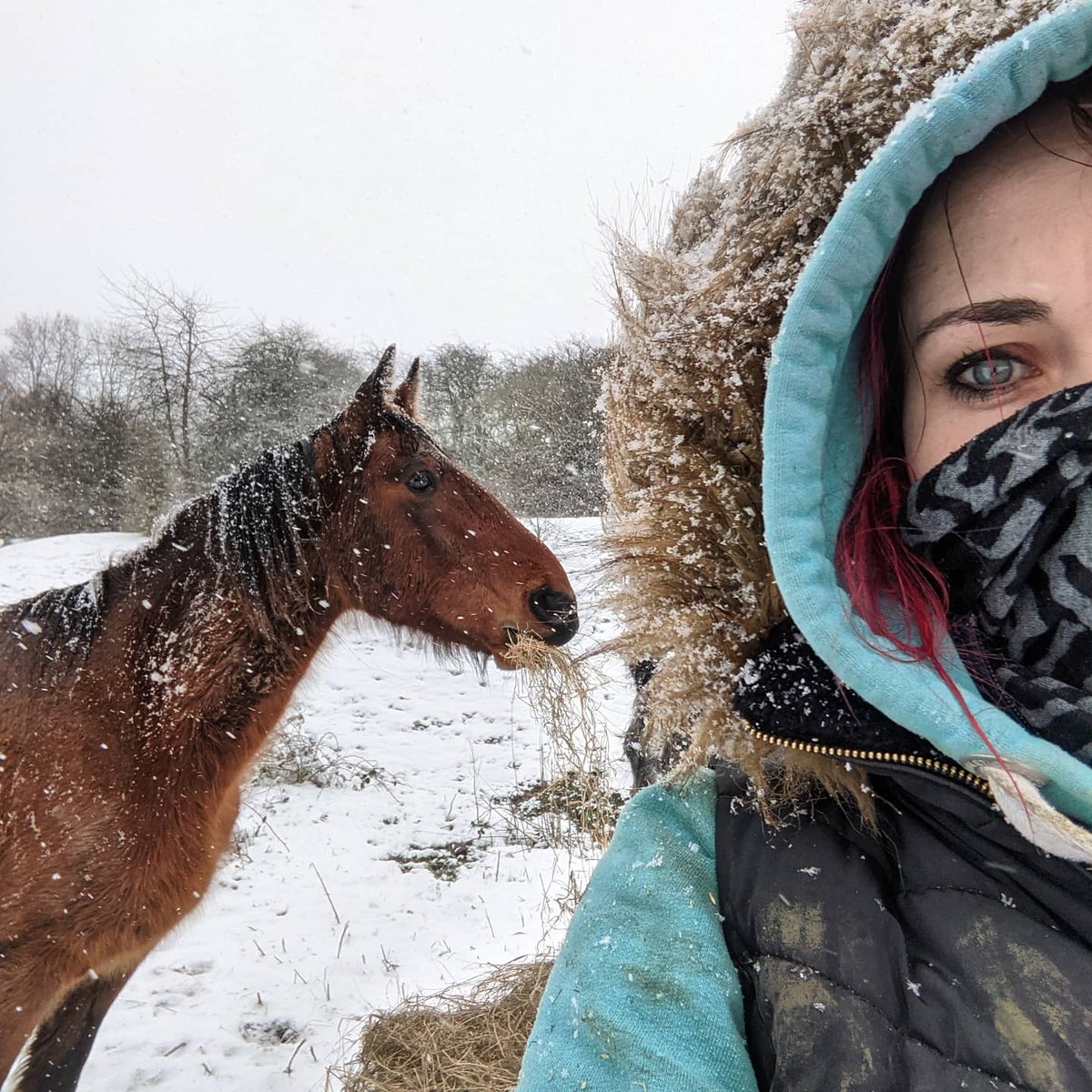 Phillys_Chance's tweet photo. Snow, mud and Chance being chance. Head over to insta to see more 💜 
#nojudgementjusthorses

https://t.co/HkE9PdF5n4 https://t.co/aYNmEHg1m4