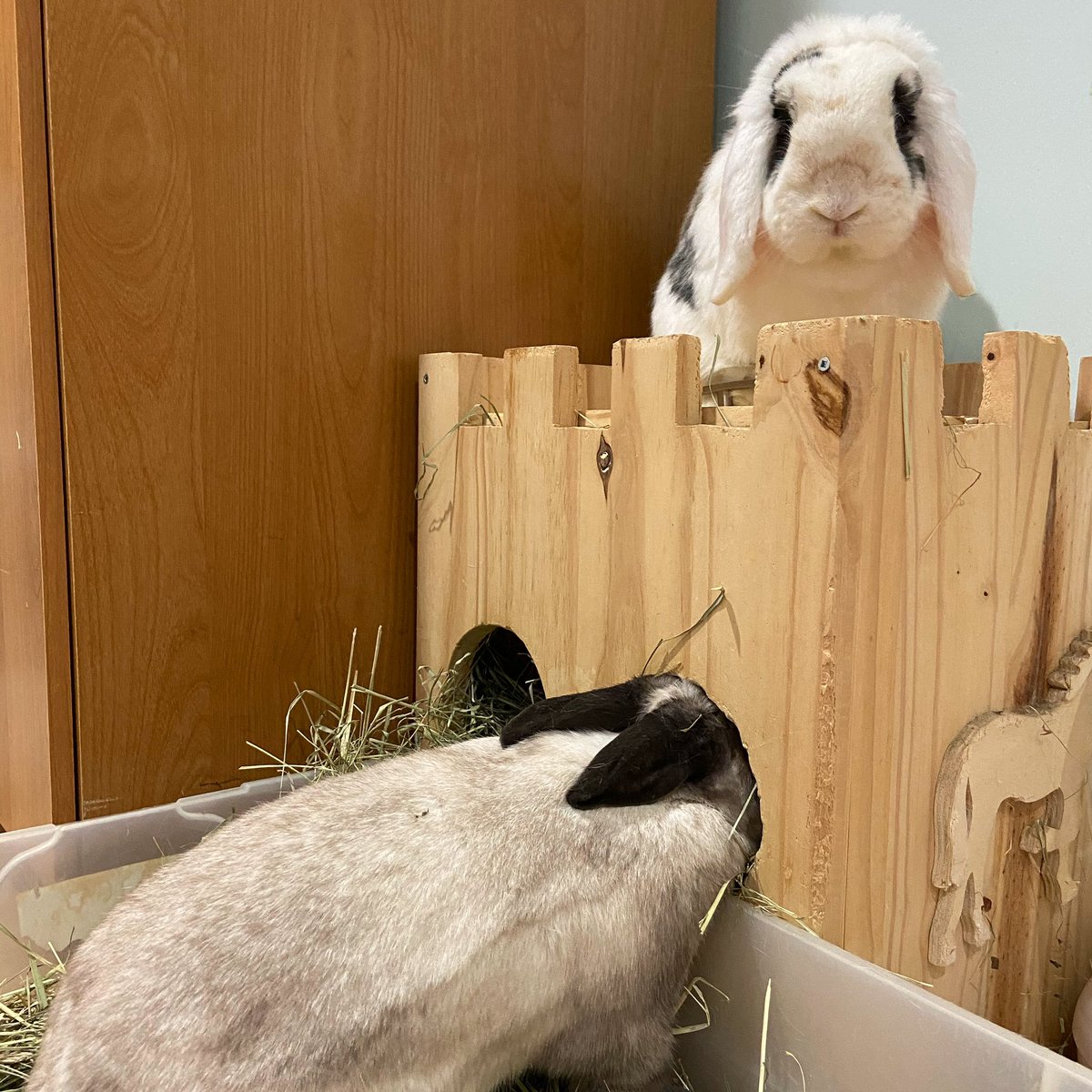 Caught Arlo trying to bust through the top of the hay box. Apparently the hay up there is better. 😂
•
•
•
#cuteanimals #lopearedbunny #bunnylife