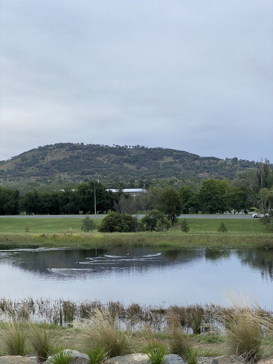 wapple15's tweet photo. The #GreyTuesday #DuckReport from the #Mawson pond in #Canberra π¦π¦π¦π¦π¦π¦π¦π¦ #MountTaylor https://t.co/J0hofAn3xH