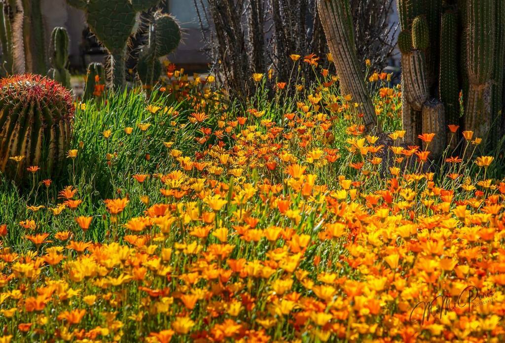 MiMiParis's tweet photo. Getting lost somewhere between Florence and Coolidge, Arizona had its perks! Holy poppy!!!
.
.
.
#poppies #poppiesofinstagram #poppyfield #arizona #wildflowers #wildflowersofinstagram #springwildflowers #flowers #springflowers #arizonaspring #photograph… https://t.co/2In3gcWnMC https://t.co/szE7QBWxUZ
