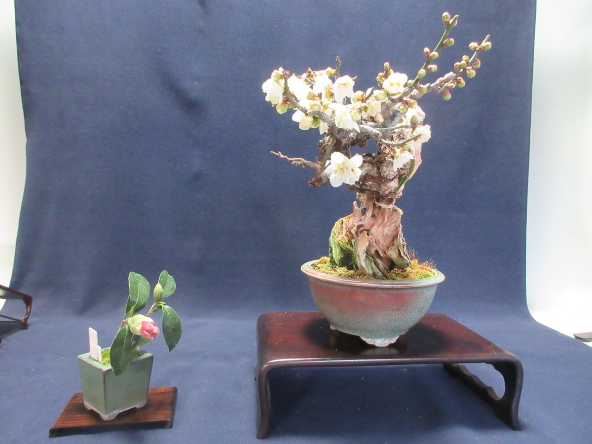 Art Of Bonsai 盆栽 Addaartid Twitter