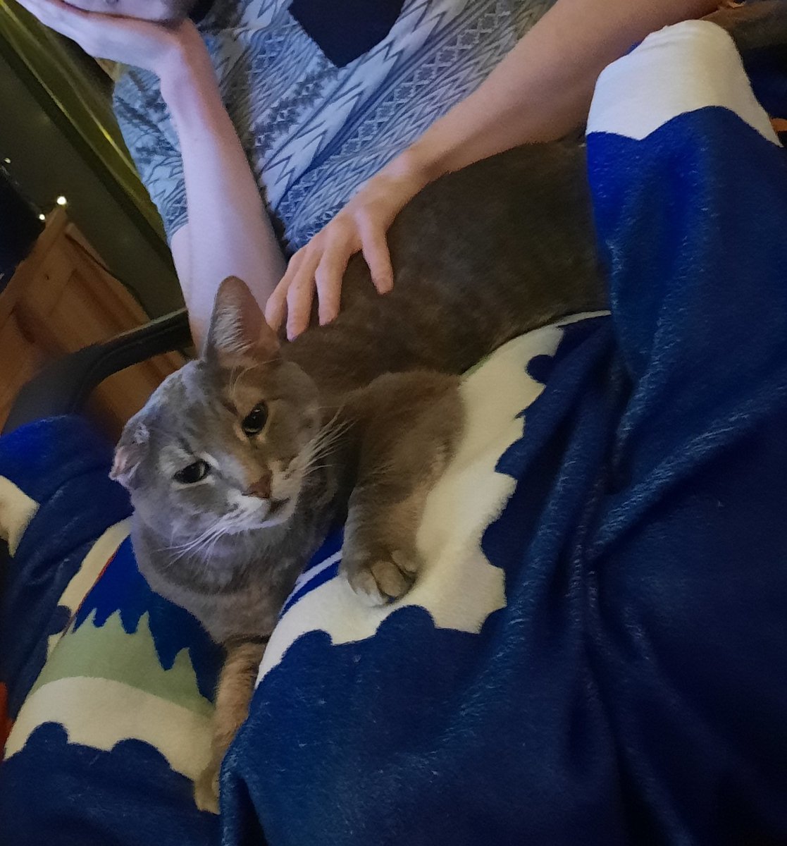 OneEaredCat's tweet image. If we could bottle the feeling of a cat on your lap,  we'd probably have the best antidepressant ever made 💊

#CatsOfTwitter #cats